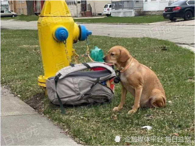 狗狗被弃在大街上，看到主人留下的字条，路人纷纷落泪了