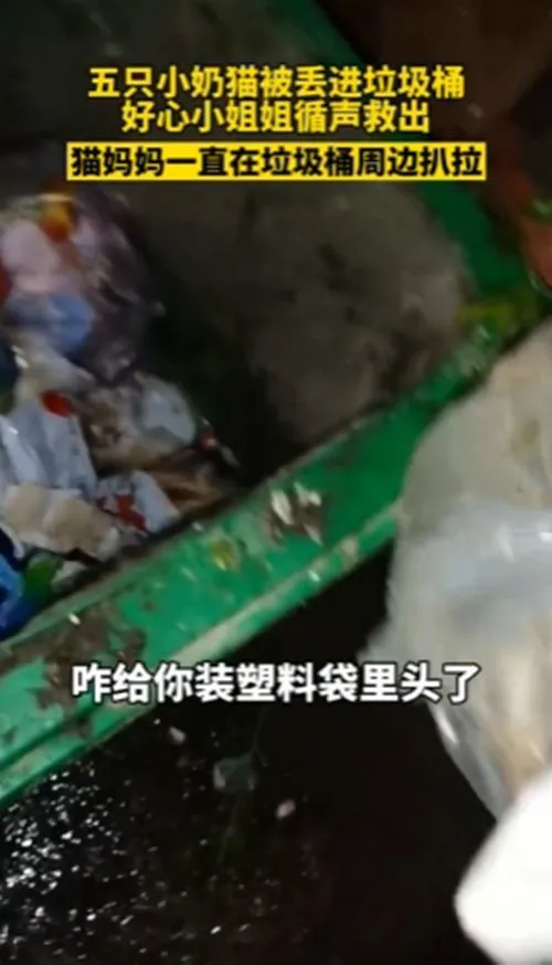 流浪母猫一直扒垃圾桶，女子觉得很困惑，看清后：谁这么狠心？