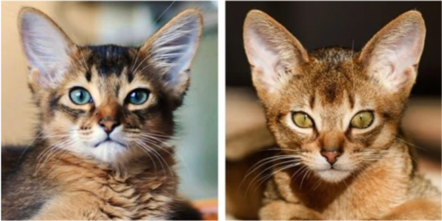 即便是非常喜欢猫的人也很容易认错的7对猫品种