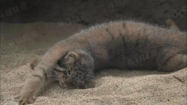 捡到4只还没睁眼的猫咪，养大后才知道赚翻了，专家却让送动物园