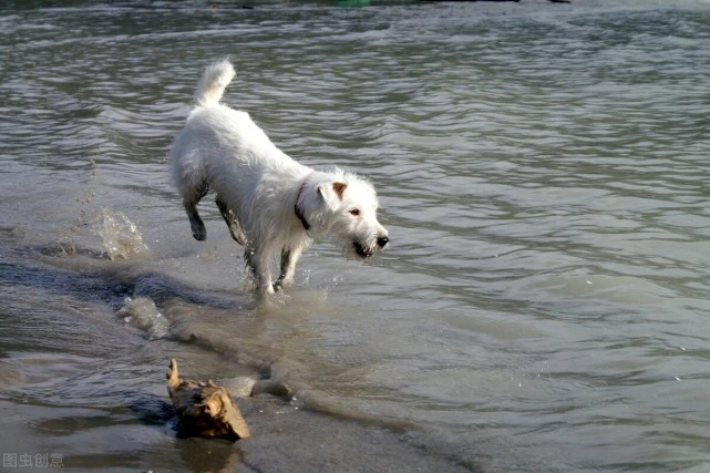 狗狗爱你的8个表现，它对你“表白”了吗？