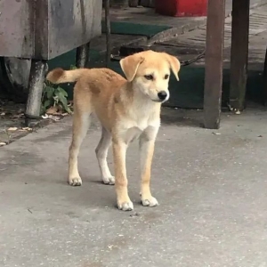 长得秀气的狗子是怎样的？