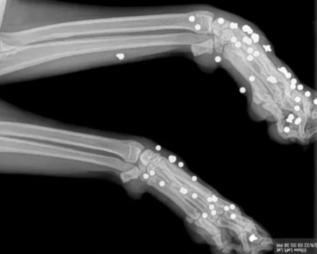 美国女子疯狂射击宠物狗170多次，狗狗体内密密麻麻全是子弹