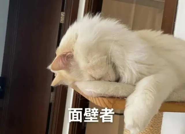养猫人最大的困惑：猫猫为什么非要在凌晨叫人起床？