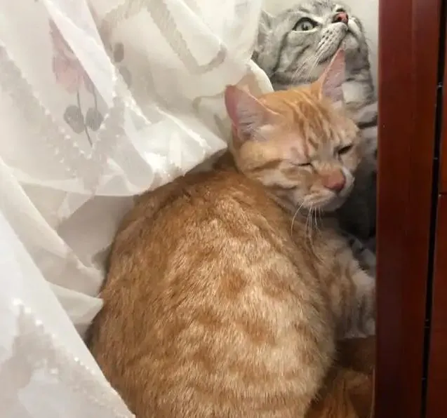 哪些猫咪比较容易“社恐”？