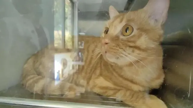 住进ICU的猫与狗：上海封控后，宠物去哪看病？