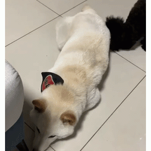 柴柴睡觉也要盖被子？走近一看……太可爱了！