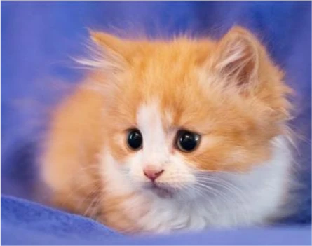 猫咪呕吐，你应该担心吗？