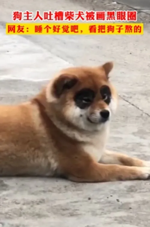 狗狗听到主人呼唤掉过头去，女子看清后愣住了：谁这么缺德啊？