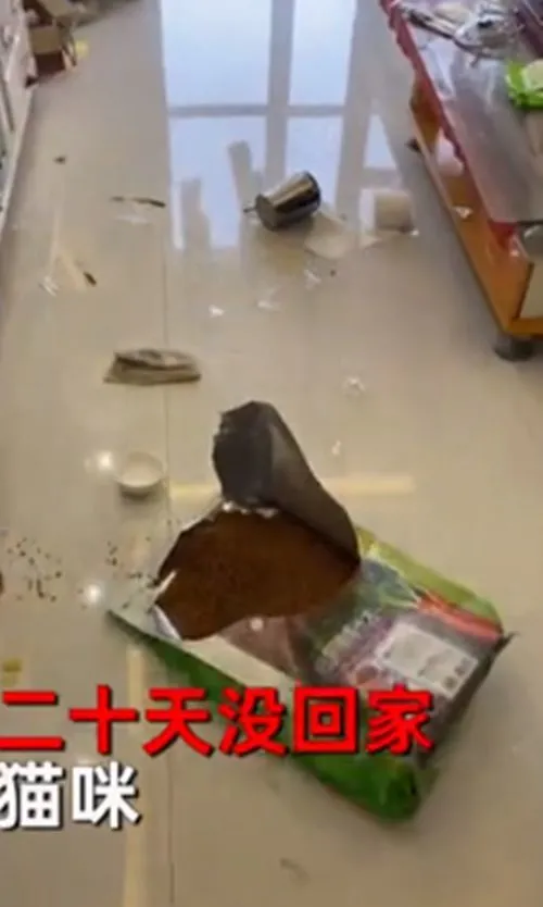 因隔离放2只猫在家，女子回家打开门就愣住了：咋还养胖了呢？