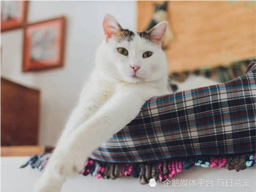 想让猫咪觉得快乐，到底需要多大的房子？答案在这里！