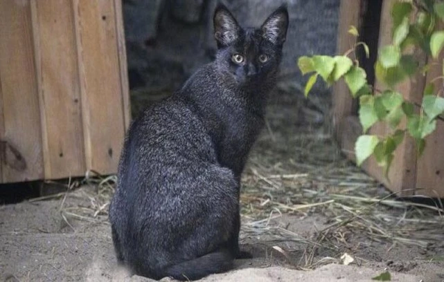 俗语“猪来穷，狗来富，猫来头上顶白布”是什么意思？可信吗？