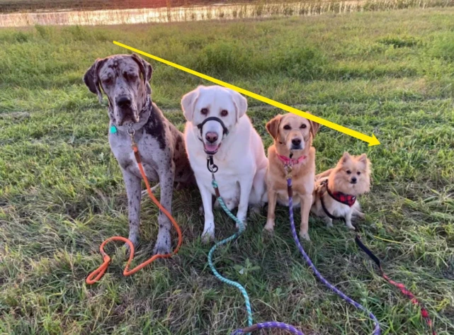 养了只心心念念的小型犬，一年后却蹿到190斤……碰到诈骗了哈哈哈！