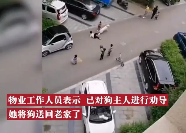狗不拴绳撞倒男孩，家长：下楼理论被狗主人扇耳光