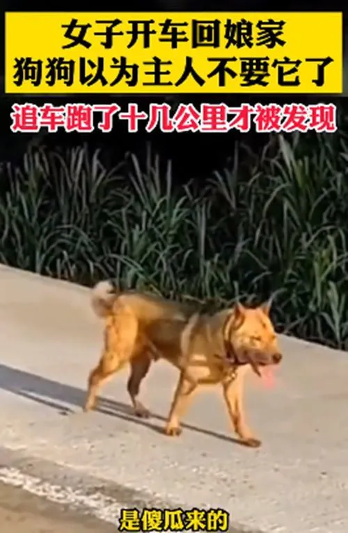 女子驾车回娘家，狗狗在后面追了10几公里：我以为你不要我了