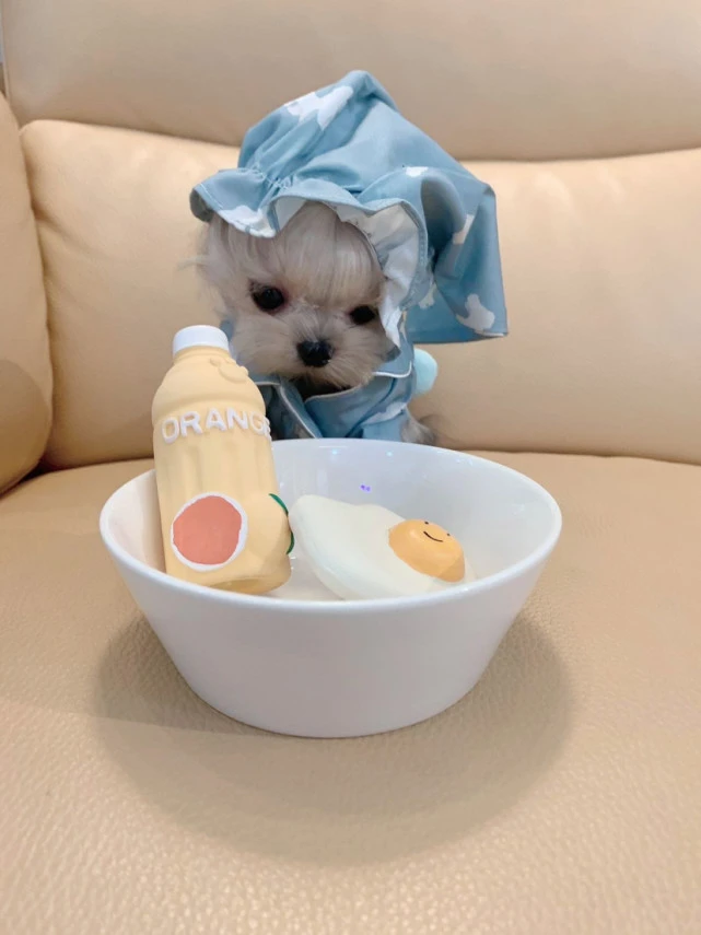 【马尔济斯/约克夏】5招教你解决狗狗挑食问题