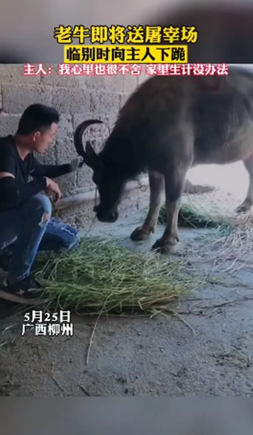 老牛即将被送去屠宰场时，却朝着主人跪下了：可以留下我吗？