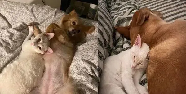 小屁猫跑去挑衅狗哥哥，结果马上被反压制！