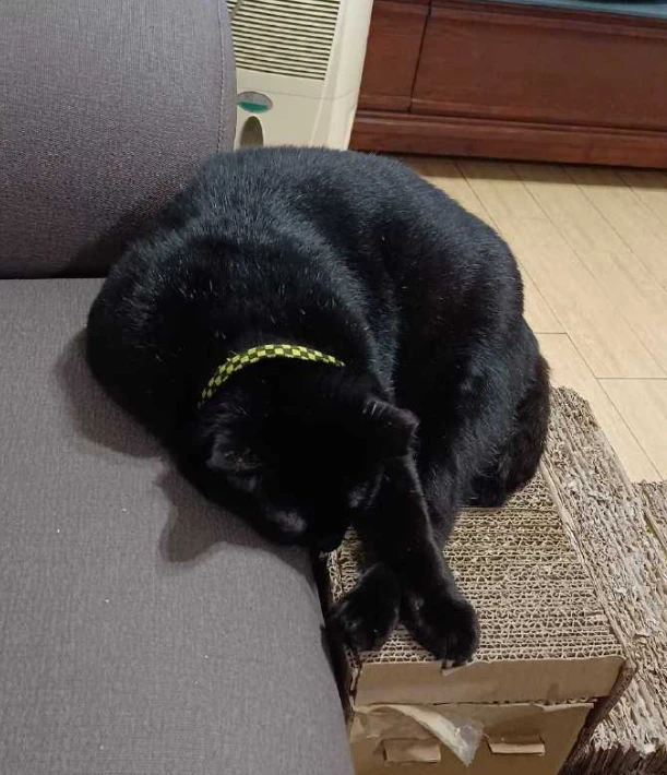 调料碗被踩，两只猫都否认是自己干的