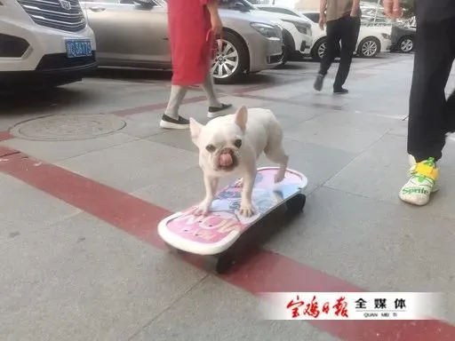 超级萌！两岁小狗玩滑板成了“小明星”