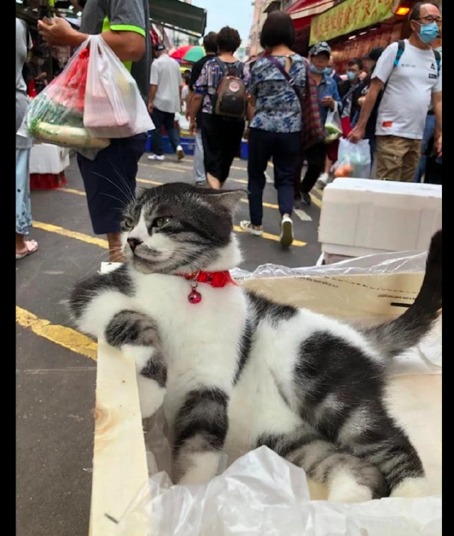 网友带着猫去买菜，它躺在座位里一副大佬坐姿：这就是朕的天下！