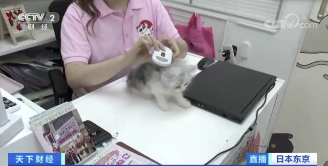 今起，这里出售宠物须植入芯片！