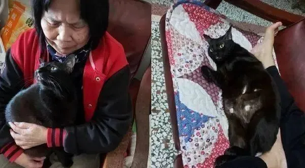 2年前说不要跟猫睡，怕肺部会积猫毛，如今却带头抱着一起睡！