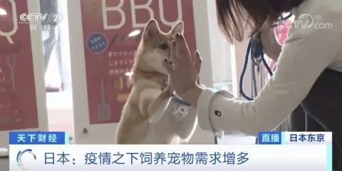 今起，这里出售宠物须植入芯片！咋回事？
