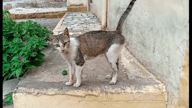 男子好心喂流浪猫，猫妈还把孩子带来见恩人，不料翻车遭邻居指责