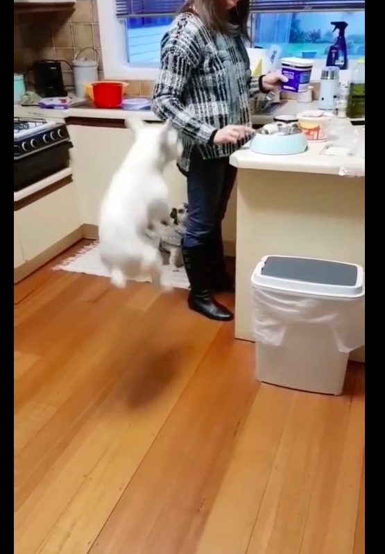 主人在给狗准备食物，其中一只狗腿像装了弹簧一样，蹦得太高了吧