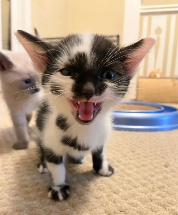 猫趣｜小脑不发达的猫咪兄弟，在新家里乐不思蜀，享受六一的快乐生活