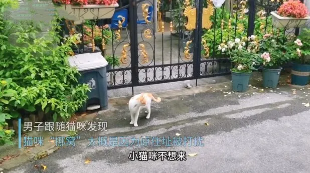 流浪猫陆续叼来了6只幼崽，男子全部都留下了：猫来财呀