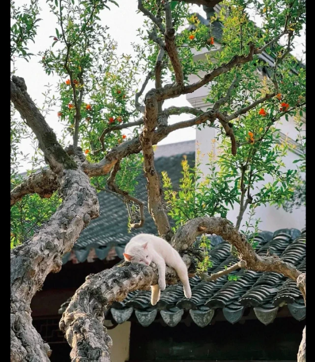 猫咪选择在树干上睡觉，四肢都耸耷下来，这是昨晚失恋了吗？