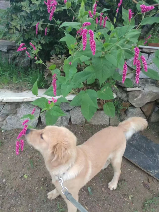 高一平｜力克与黑妞