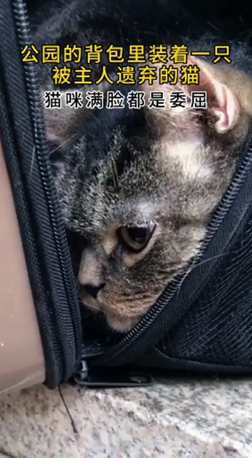 猫包里装了宠物猫，上面塞了50块钱和纸条，网友看清字后语塞了