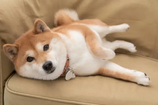 同是土狗，为什么中华田园犬没有柴犬火？