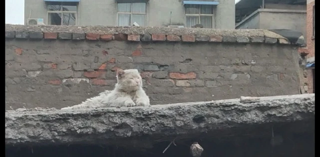 一只流浪猫在烂尾楼上趴着，这表情看着很心疼，沧桑中有丝贵气！