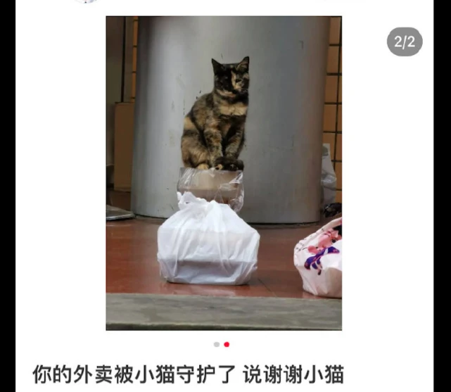 在放外卖的地方，经常有只猫咪在那里守护着，打劫还是安全员？