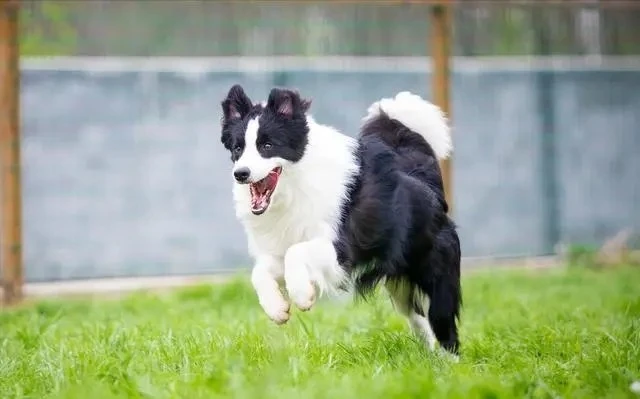 边牧怎么饲养，边境牧羊犬的饲养心得