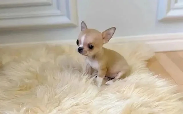 吉娃娃什么时候立耳，立耳有什么好处？