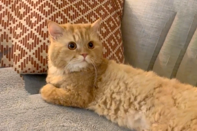 只会揣手的流浪猫，壮着胆子和人类求助，猫：您能带我回家吗？