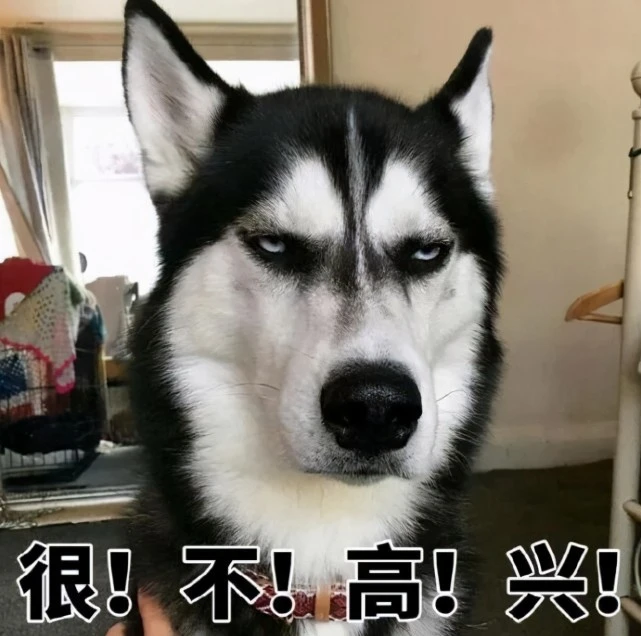 你家狗子已经瞧不起你了，难道你不知道吗？狗子用行为告诉了你
