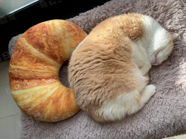 猫咪被沿街拖行2公里，一路哀嚎叫不停，主人压根不理睬