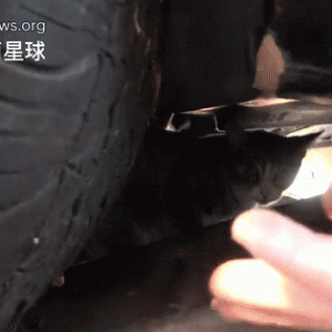 猫咪一家四口被救助，没想到更幸运的事发生了……