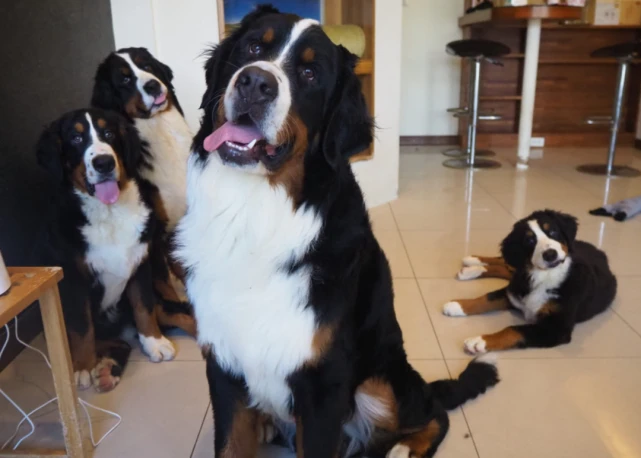 带四只超大型犬坐电梯，本来想再等一趟，但邻居的一句话把主人瞬间暖哭…