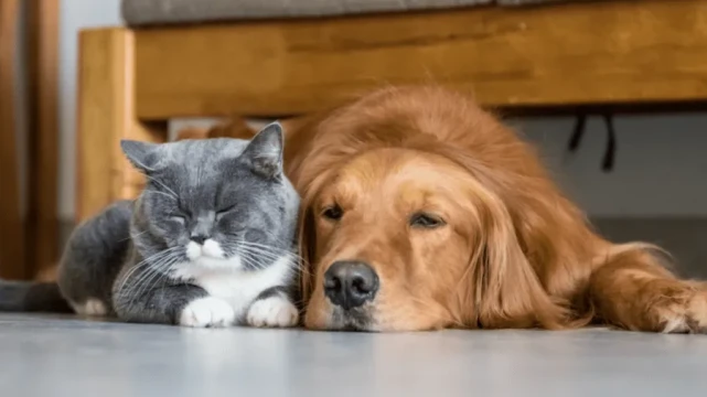 猫腻多多，千亿级“它经济”的灰色地带亟待完善