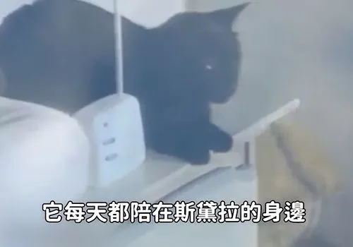婴儿生命垂危之际，监控下的猫咪大喊大叫：快来救救小主人啊