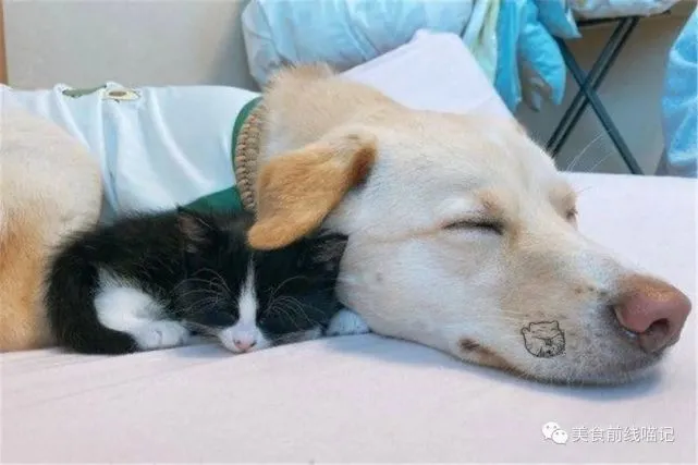宾士猫宝宝个性大剌剌，来到新家迅速躺平露肚，没有警觉性