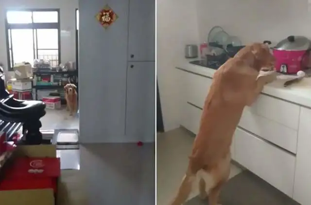 贪吃金毛犬这次踢到铁板，偷吃泡芙结果急性过敏肿成猪头！