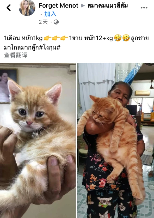 从一只猫长成一只犭苗，只需要一个奶奶